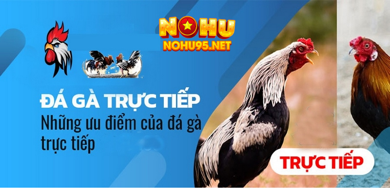 Lý do nên theo dõi đá gà trực tiếp BLV tại Nohu90