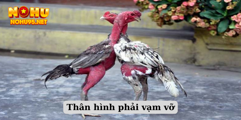 Thân hình phải vạm vỡ