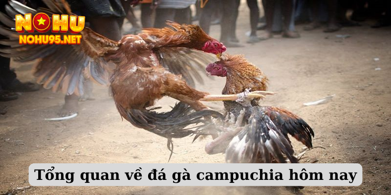 Tổng quan về đá gà campuchia hôm nay