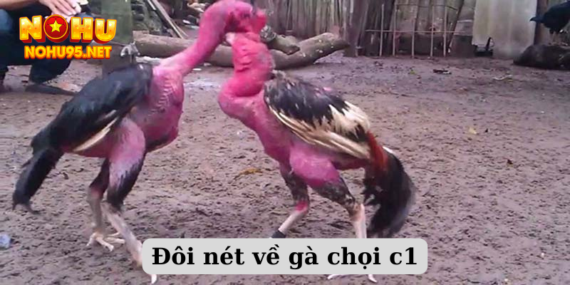 Đôi nét về gà chọi c1