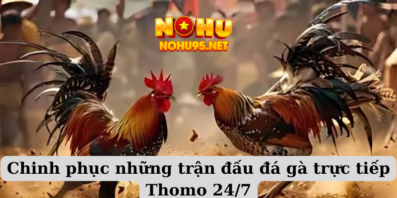 Chinh phục những trận đấu đá gà trực tiếp Thomo 24/7