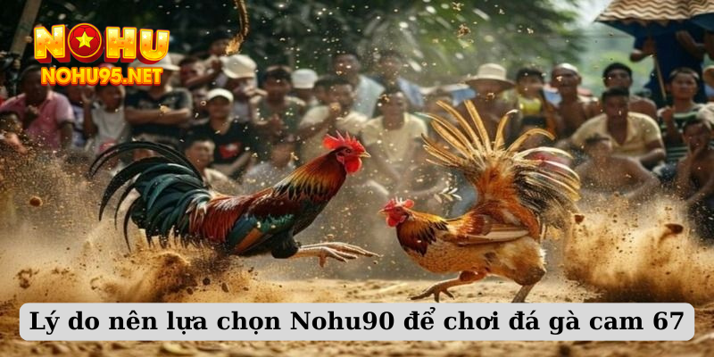 Lý do nên lựa chọn Nohu90 để chơi đá gà cam 67