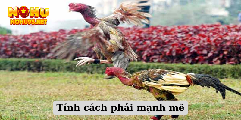 Tính cách phải mạnh mẽ