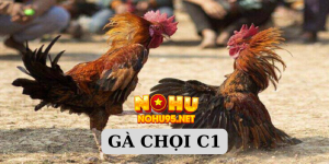 Gà chọi C1