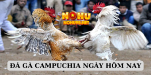 Cùng tận hưởng sân đá gà campuchia ngày hôm nay siêu ấn tượng chỉ có tại Nohu90. Nơi bạn có cơ hội tận hưởng không khí giải trí đỉnh cao.